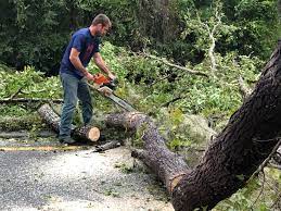 Best Storm Damage Tree Cleanup  in Sebewaing, MI