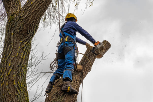 Best Tree Disease Treatment  in Sebewaing, MI