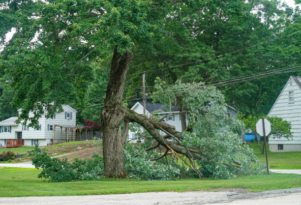 Best Leaf Removal  in Sebewaing, MI