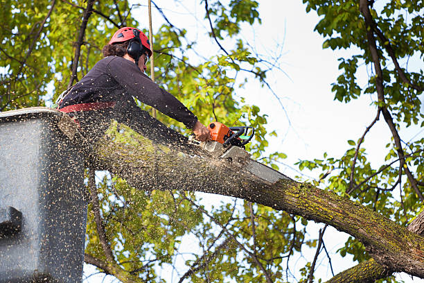 Best Tree Mulching  in Sebewaing, MI